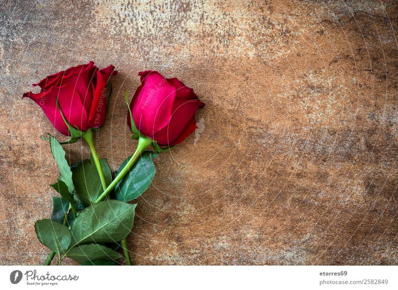 Rote Rosen Feste & Feiern Valentinstag Muttertag Hochzeit Blume natürlich rot Natur Romantik Liebe Rost Textfreiraum Blütenblatt Blatt Farbfoto Studioaufnahme