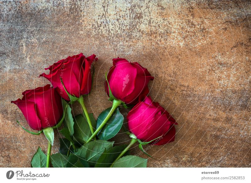 Rote Rosen Feste & Feiern Valentinstag Muttertag Hochzeit Blume natürlich rot Natur Romantik Liebe Rost Textfreiraum Blütenblatt Blatt Farbfoto Studioaufnahme