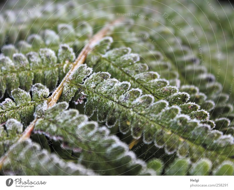 winterlich angehaucht... Umwelt Natur Pflanze Winter Eis Frost Farn Blatt Grünpflanze Wildpflanze Wachstum ästhetisch außergewöhnlich kalt natürlich braun grün