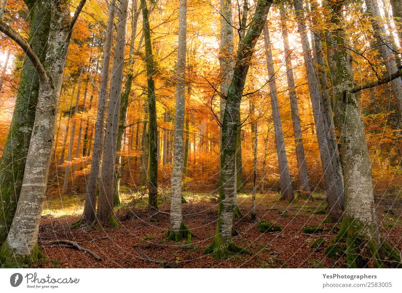 Herbstwald mit Sonne und Schatten Natur Schönes Wetter Baum Blatt Park Wald Ferien & Urlaub & Reisen hell natürlich gelb gold Verzweiflung Bayern Fussen