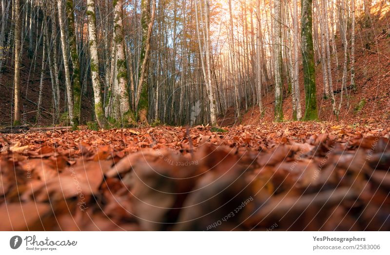 Laubabwerfender Herbstwald im Bodenbereich Natur Schönes Wetter Blatt Feld Wald hell natürlich gold Tatkraft Bayern Fussen Deutschland Oktober Herbstlaub