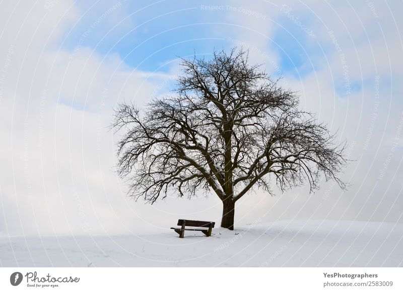 Einzelbaum mit Bank und Schnee ruhig Winter Natur Landschaft Himmel Wetter Schönes Wetter Baum Glück Unendlichkeit hell natürlich Einsamkeit Februar Deutschland