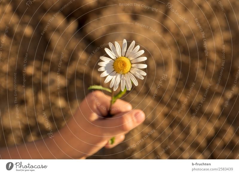 die letzte Blume Gartenarbeit Kind Hand Finger 3-8 Jahre Kindheit Erde Herbst Grünpflanze wählen berühren Bewegung festhalten Freundlichkeit Fröhlichkeit frisch