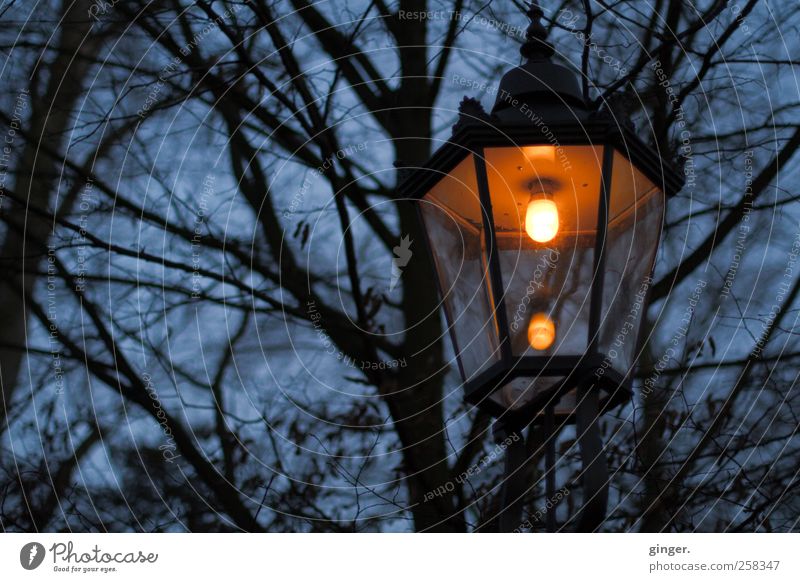 Irgendwo ist immer Licht Umwelt Natur Pflanze Himmel Winter schlechtes Wetter Regen Wärme Baum Park dunkel gruselig hell kalt trashig trist blau Lampe Laterne