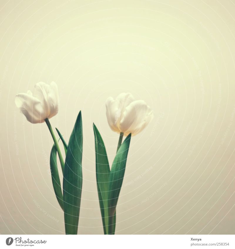 Zwei Pflanze Blume Tulpe retro grün weiß Frühlingsgefühle ruhig paarweise nebeneinander Wegsehen Gedeckte Farben Innenaufnahme Menschenleer Textfreiraum oben