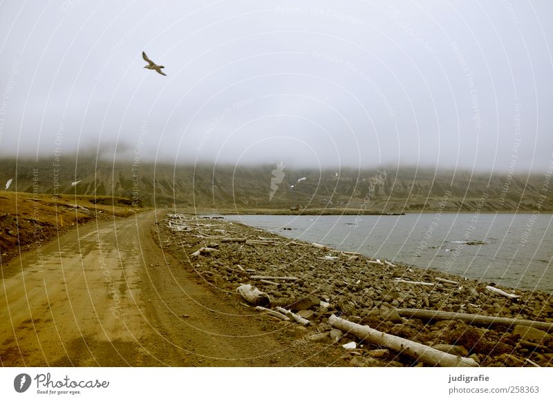 Island Umwelt Natur Landschaft Tier Erde Himmel Wolken Klima Küste Fjord Westfjord Straße Wege & Pfade Wildtier Vogel außergewöhnlich wild Stimmung Abenteuer