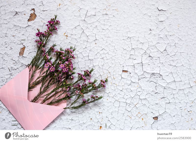 Blumen auf weißem Hintergrund. Flache Verlegung, elegant Stil Design Feste & Feiern Valentinstag Geburtstag Natur Blatt Blumenstrauß Liebe natürlich oben