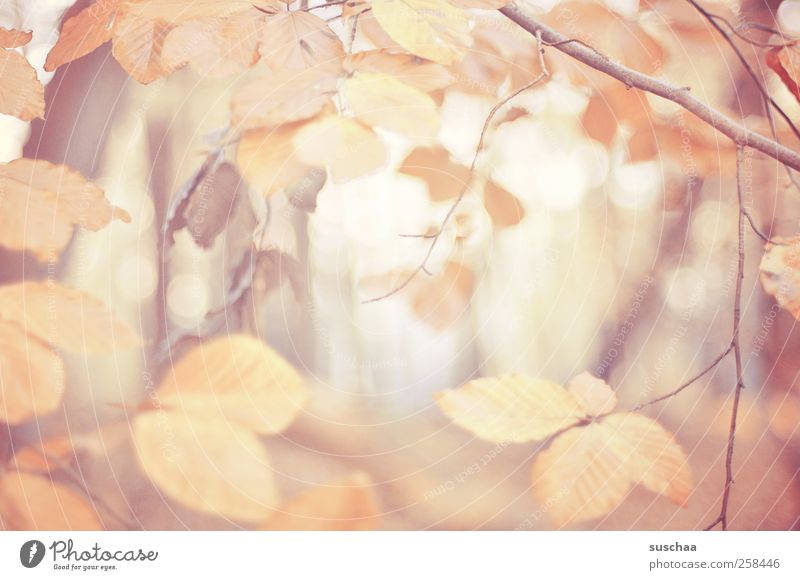 herbstblätter V Umwelt Natur Herbst Klima Blatt Wald Holz Erholung Äste Licht Pastellton Jahreszeiten Farbfoto Außenaufnahme Menschenleer Tag Unschärfe