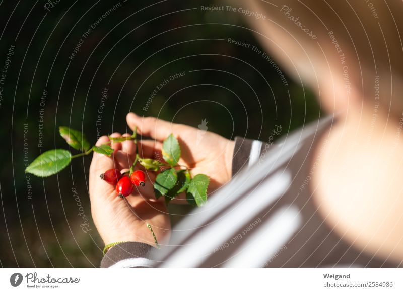 Hagebutten Lebensmittel Bioprodukte harmonisch Sinnesorgane Erholung ruhig Duft Erntedankfest Kindererziehung lernen Pflanze genießen Blick glänzend Glück rot