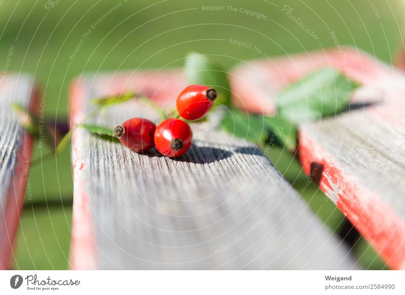 Hagebutten Lebensmittel Bioprodukte Zufriedenheit Sinnesorgane frisch grün rot Vertrauen Treue Herbst Garten Ernte Vegane Ernährung Rose Farbfoto Außenaufnahme
