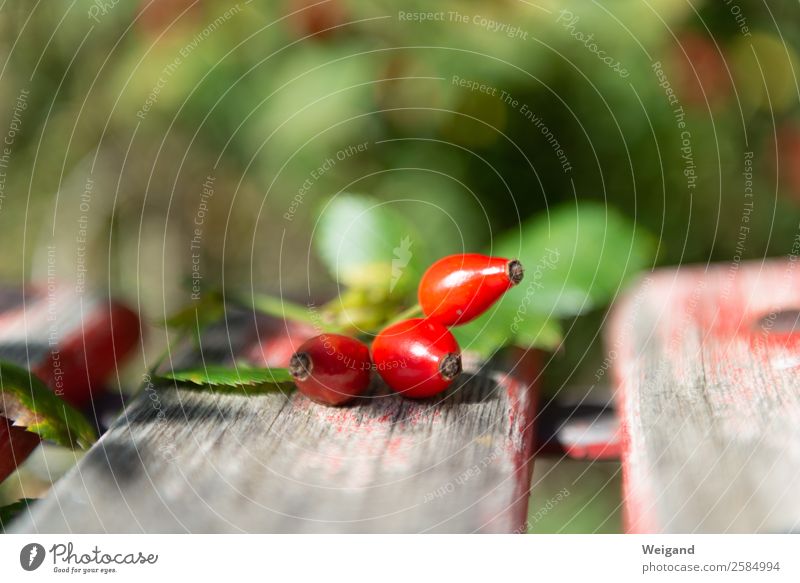 Hagebutten Lebensmittel Zufriedenheit Sinnesorgane Erholung Pflanze Garten Park Wiese grün rot bescheiden nachhaltig Marmelade Herbst Ernte Gelassenheit ruhig