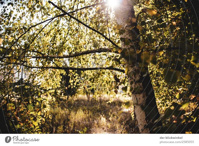 Herbst-Stimmung mit Birke Umwelt Natur Sonne Schönes Wetter Baum Wald Holz Gefühle Freude Glück Fröhlichkeit Zufriedenheit Lebensfreude träumen Farbfoto