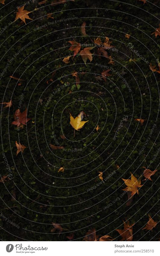 lonesome in the dark Umwelt Natur Landschaft Herbst Moos Blatt außergewöhnlich natürlich Farbfoto Gedeckte Farben Außenaufnahme Menschenleer Textfreiraum oben