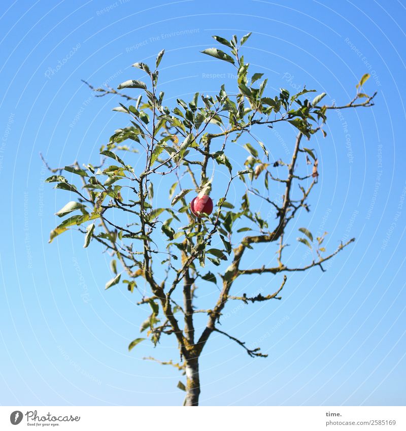 Last Order Erkenntnis Umwelt Natur Pflanze Himmel Herbst Schönes Wetter Baum Apfel Apfelbaum Apfelernte Fröhlichkeit natürlich schön selbstbewußt Leben Ausdauer