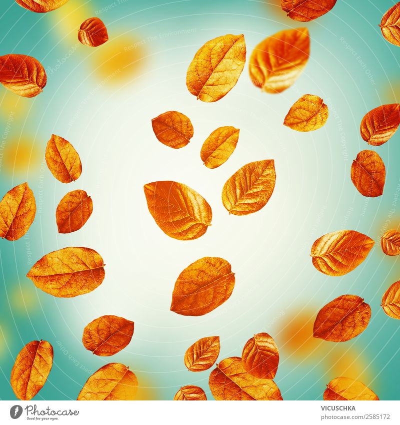 Fligende Herbstblätter auf türkis. Herbst HIntergrung Stil Design Erntedankfest Natur Blatt Ornament gelb Hintergrundbild Entwurf September