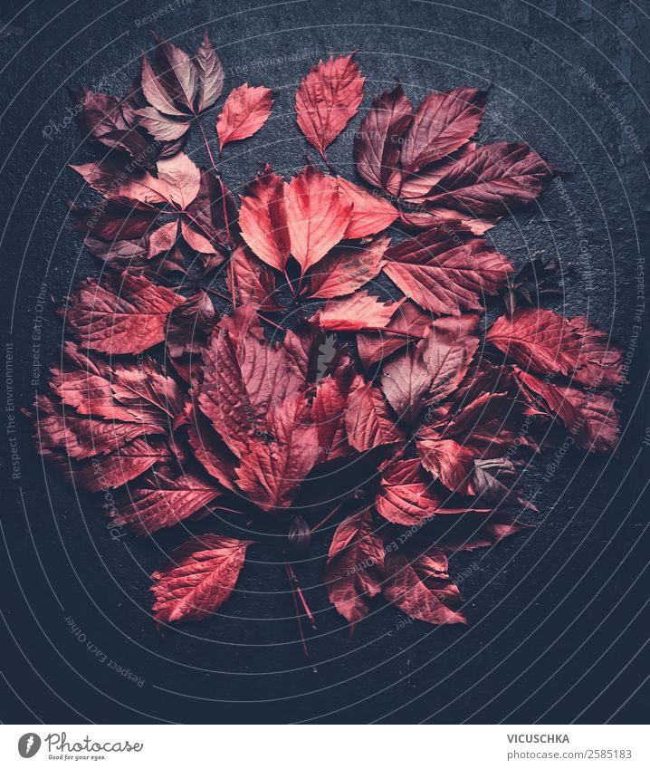 Rote Laubblättern auf schwarz Stil Design Garten Natur Herbst Blatt Blüte Dekoration & Verzierung Ornament Hintergrundbild rot Vor dunklem Hintergrund Muster