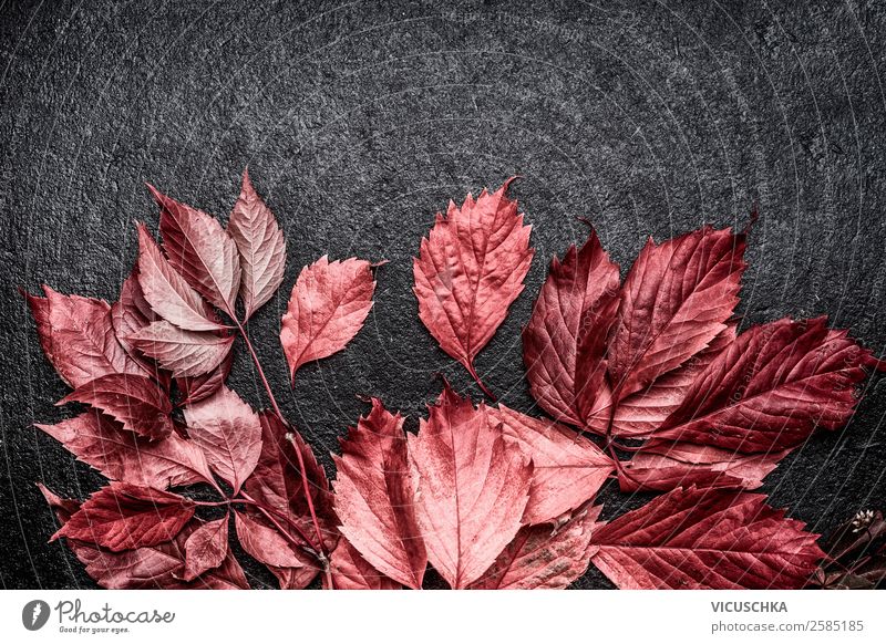 Rote Laubblätter auf schwarzem Hintergrund Stil Design Dekoration & Verzierung Natur Herbst Pflanze Blüte Hintergrundbild September Okstober Blatt rot Rahmen
