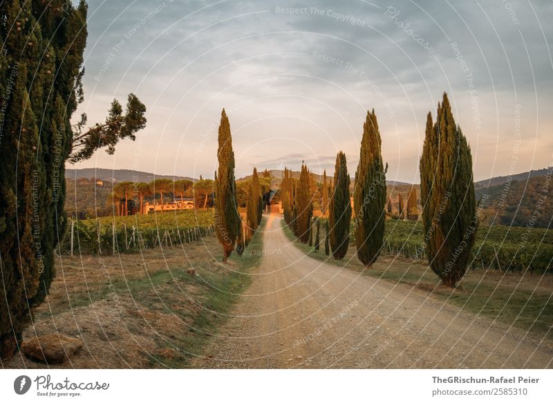 Allee Natur Landschaft braun grün orange weiß Toskana Italien Zypresse Kies Wein Reisefotografie Anwesen Sonnenuntergang Wolken entdecken Farbfoto Außenaufnahme