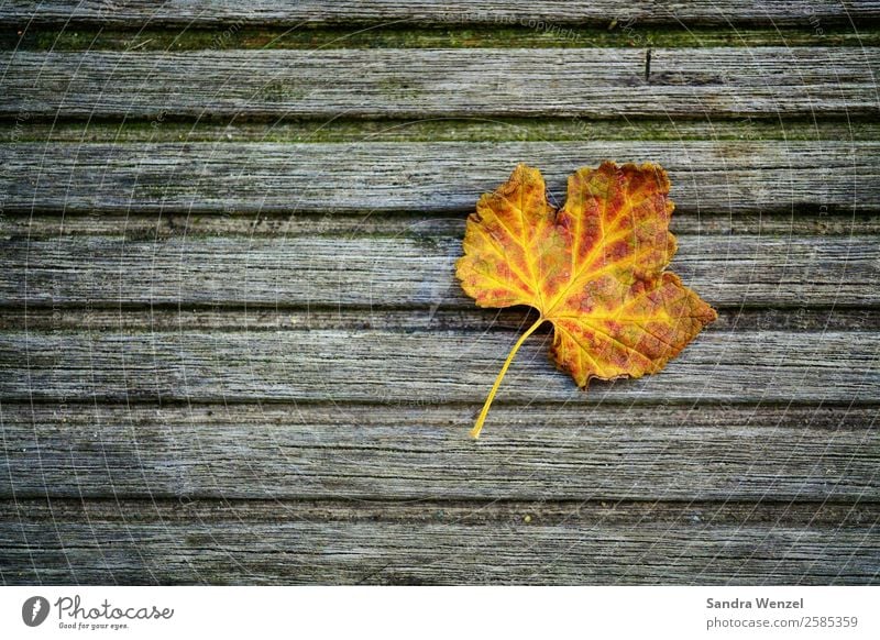 Herbst Blatt Einsamkeit Erschöpfung Weinblatt mehrfarbig Farbfoto Menschenleer Hintergrund neutral Tag Vogelperspektive