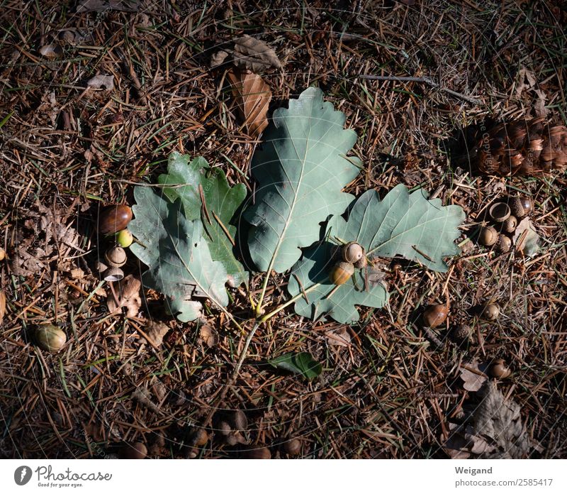 Waldboden liegen braun grün Eiche Blatt Boden wandern Spaziergang Natur Herbst Farbfoto Außenaufnahme Textfreiraum links Textfreiraum rechts Textfreiraum oben