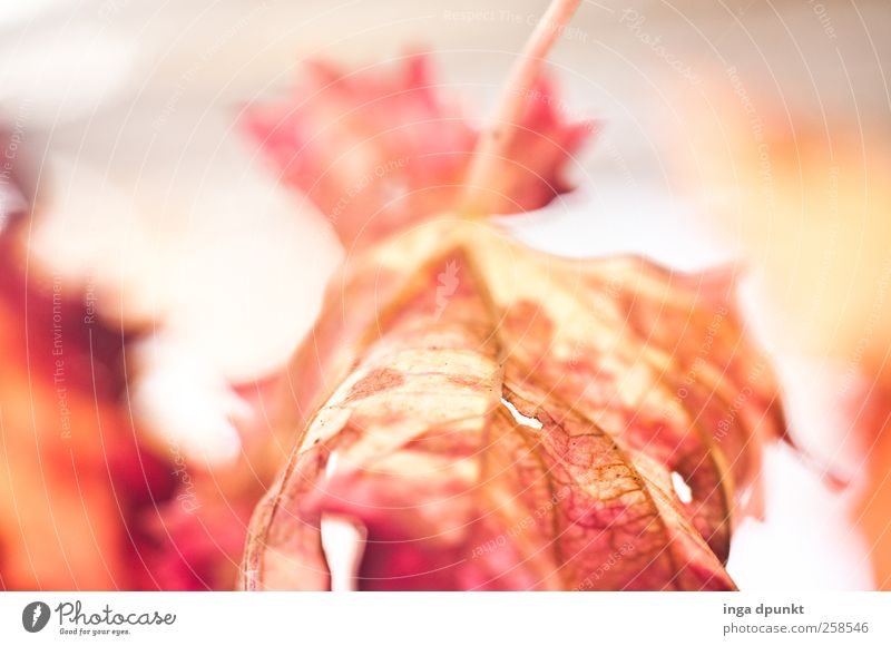 Feuer Pflanze Herbst Blatt Herbstlaub herbstlich ästhetisch schön gelb rot Gefühle Hoffnung Stimmung Umwelt Unendlichkeit Verfall Vergänglichkeit Jahreszeiten