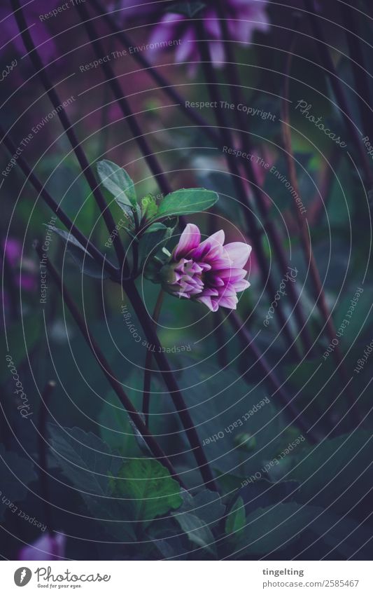 aufgehen Umwelt Natur Pflanze Blume Blatt Blüte Garten Blühend grün violett schwarz Blütenknospen nah Stimmung dunkel kalt schön minimalistisch Stengel Tiefe