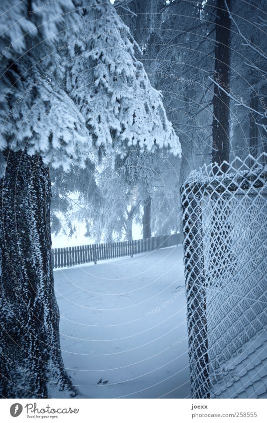 Grenzen Natur Winter Eis Frost Schnee Baum Wald Menschenleer Wege & Pfade kalt blau schwarz weiß Zaun Maschendrahtzaun Baumstamm Farbfoto Gedeckte Farben