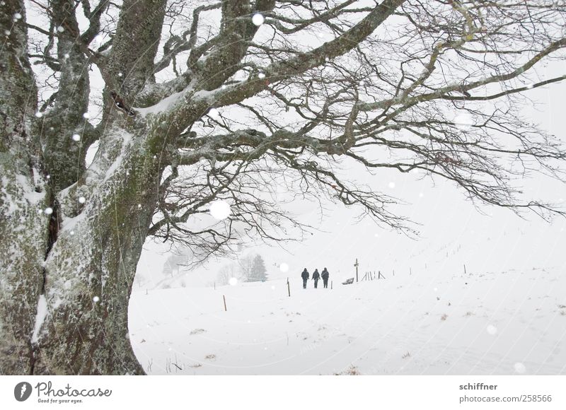 Baumloben | Heimweg Freundschaft 3 Mensch Landschaft Winter schlechtes Wetter Eis Frost Schnee Schneefall Pflanze gehen wandern kalt weiß malerisch Zaun grau