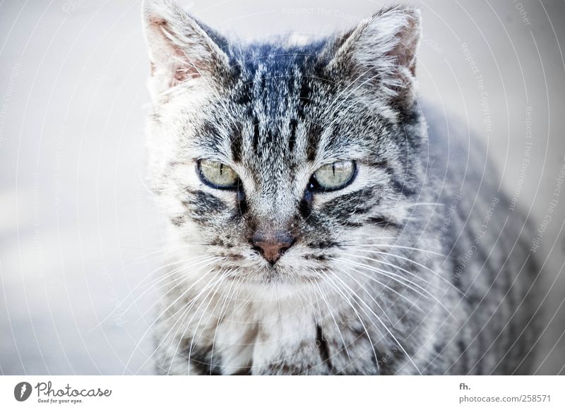 Scharfe Mietze Natur Tier Haustier Katze Tiergesicht Auge 1 beobachten entdecken glänzend ästhetisch elegant Neugier Sauberkeit grau schwarz silber Coolness
