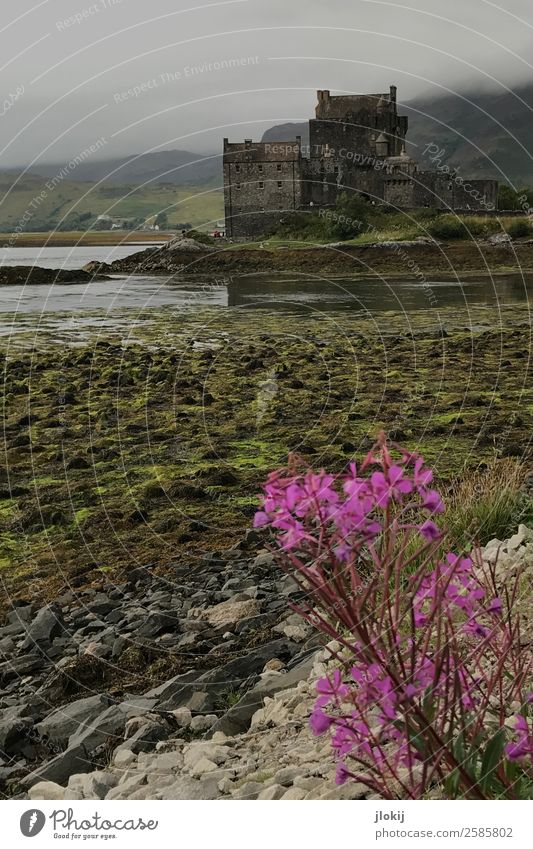 Scotland, Somewhere Architektur Kultur Natur Landschaft Urelemente Wolken schlechtes Wetter Pflanze Menschenleer Burg oder Schloss Ruine Bauwerk alt Kraft