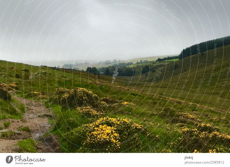 Scotland, Somewhere Ausflug Abenteuer Ferne Freiheit wandern Natur Landschaft Pflanze Urelemente Wolken Sommer Nebel Regen Wiese Einsamkeit Unendlichkeit