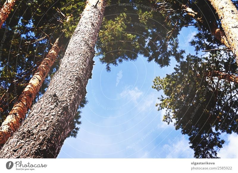 Spitzen aus Kiefernholz am Himmel mit Wolken. schön Sommer Umwelt Natur Landschaft Herbst Klima Baum Blatt Park Wald Holz Wachstum hell natürlich oben blau grün