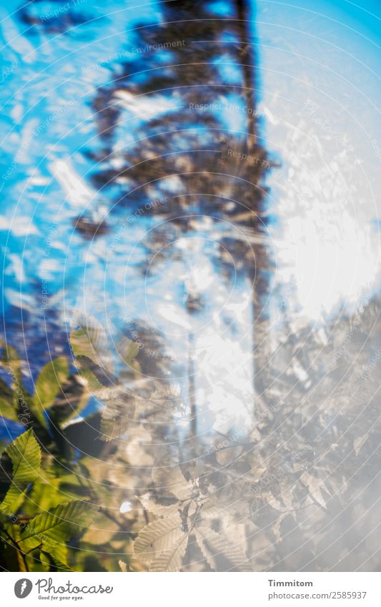 Jahreszeiten Umwelt Natur Landschaft Pflanze Himmel Sonne Sonnenlicht Herbst Schönes Wetter Baum Blatt blau braun grün Gefühle Prisma Reflexion & Spiegelung