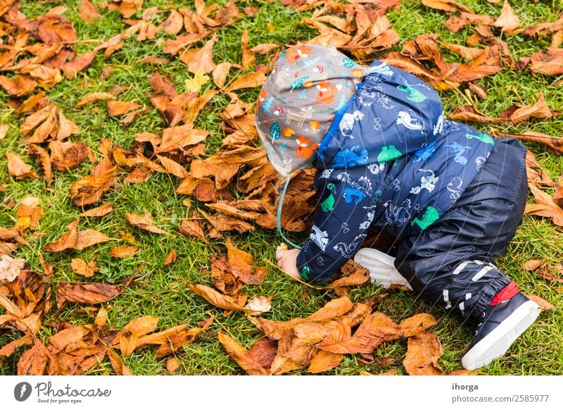 Ein Baby, das durch die Herbstblätter im Wald kriecht. Lifestyle Freude Glück schön Gesicht Kind Mensch Kleinkind Kindheit 1 0-12 Monate Natur Blatt Park