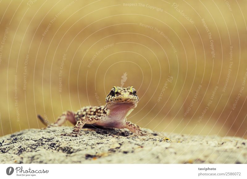 süßer neugieriger Gecko exotisch schön Umwelt Natur Tier Felsen Haustier Stein hell klein natürlich niedlich wild braun Farbe Lizard Lebensraum Hintergrund