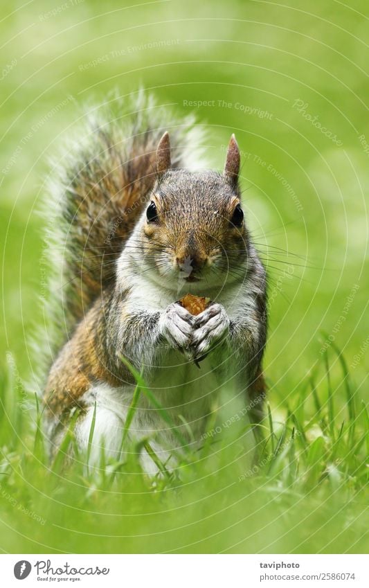 neugierig süßes graues Eichhörnchen frisst Nuss auf Rasen Essen schön Natur Tier Gras Park Wiese Pelzmantel füttern stehen klein lustig natürlich niedlich wild