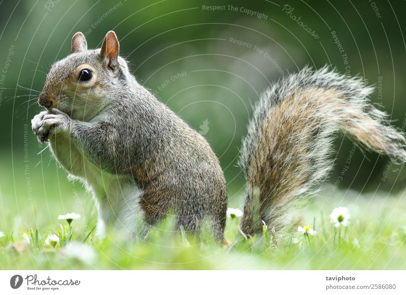 graue Eichhörnchen essende Nuss im Park Essen schön Garten Natur Tier Pelzmantel Wildtier füttern klein lustig natürlich niedlich wild braun grün