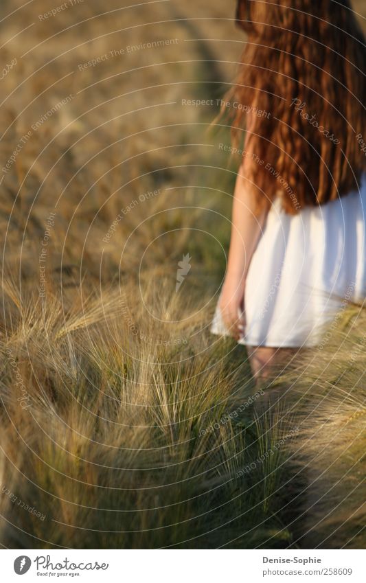 Sehnsucht maskulin Junge Frau Jugendliche 13-18 Jahre Kind Landschaft Sonne Schönes Wetter Feld Kleid brünett langhaarig beobachten berühren Bewegung entdecken