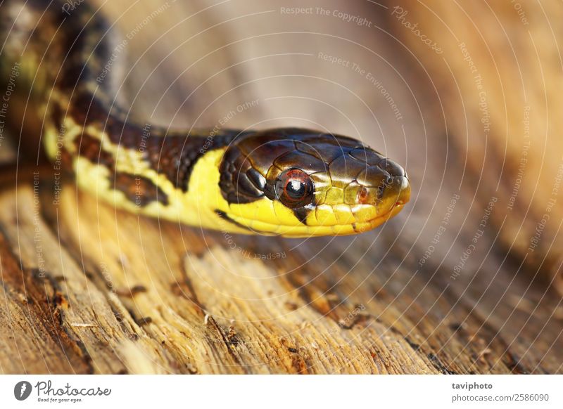 Porträt des Jugendlichen Zamenis longissimus Gesicht Medikament Umwelt Natur Tier Schlange dünn wild Angst äskulapisch Reptil Tierwelt jung Kopf Serpentinen