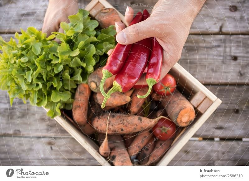 Gemüsekisterl Lebensmittel Salat Salatbeilage Ernährung Bioprodukte Vegetarische Ernährung Gesunde Ernährung Gartenarbeit Landwirtschaft Forstwirtschaft Mann