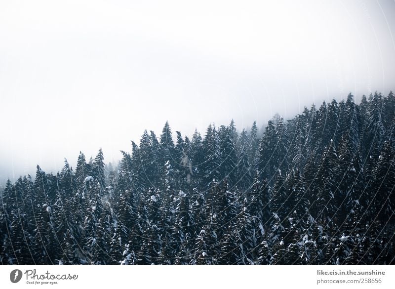 baumgrenze Umwelt Natur Landschaft Urelemente Wolken Winter schlechtes Wetter Nebel Schnee Baum Wald Hügel Alpen Berge u. Gebirge natürlich Baumkrone Waldrand