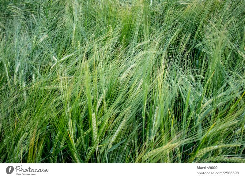 Getreidefeld Natur Tier Sommer Schönes Wetter Pflanze Nutzpflanze Feld schön grün Farbfoto Außenaufnahme Textfreiraum links Textfreiraum rechts