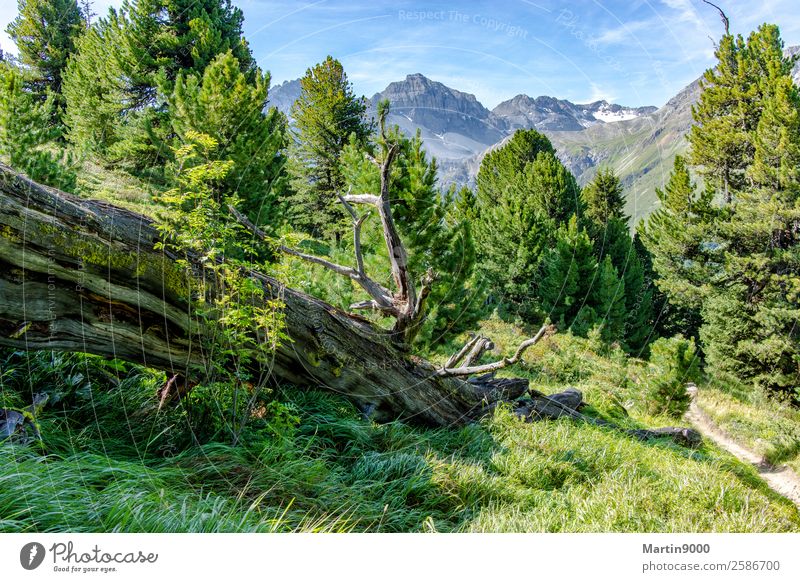 Unberührte Bergwelt II Sonne Berge u. Gebirge wandern Umwelt Natur Landschaft Tier Sonnenlicht Sommer Schönes Wetter Wald Alpen schön blau grün Farbfoto