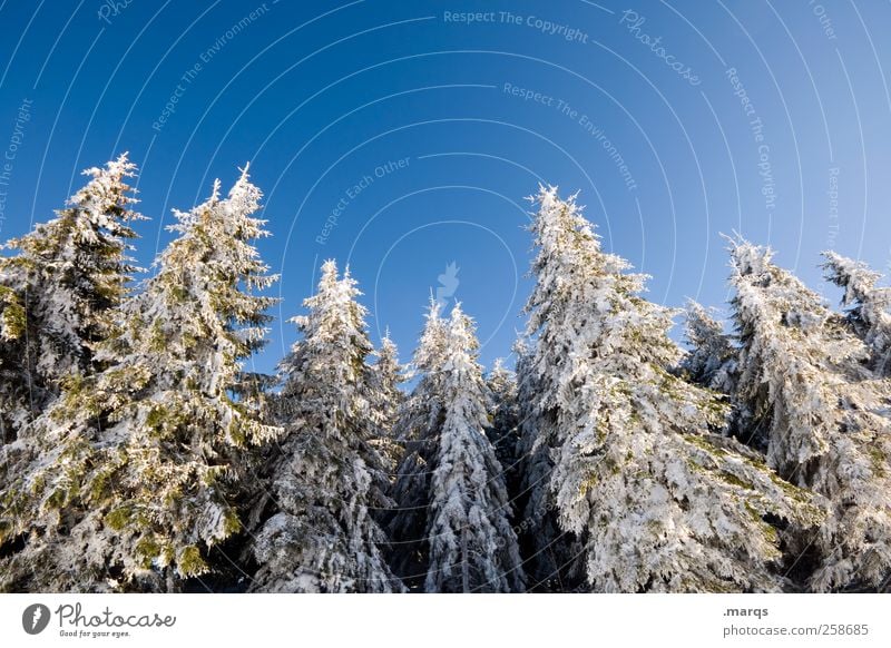 Winterstarre Ferien & Urlaub & Reisen Tourismus Winterurlaub Natur Eis Frost Schnee Baum Wald Berge u. Gebirge schön blau weiß Idylle kalt Schwarzwald Farbfoto