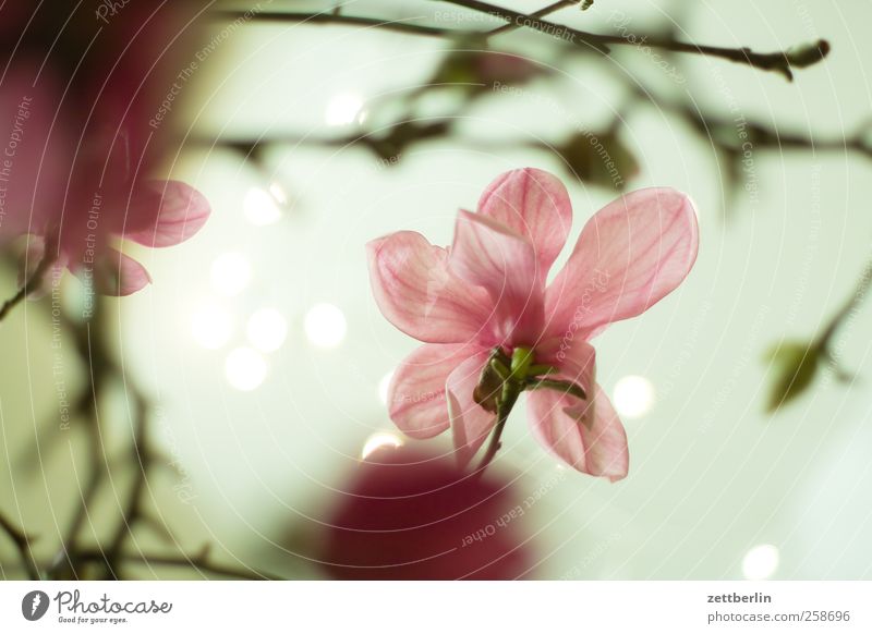 Magnolia Umwelt Natur Landschaft Pflanze Frühling Klima Klimawandel Schönes Wetter Blume Blatt Blüte Garten Park Blumenstrauß Wachstum hell blühen