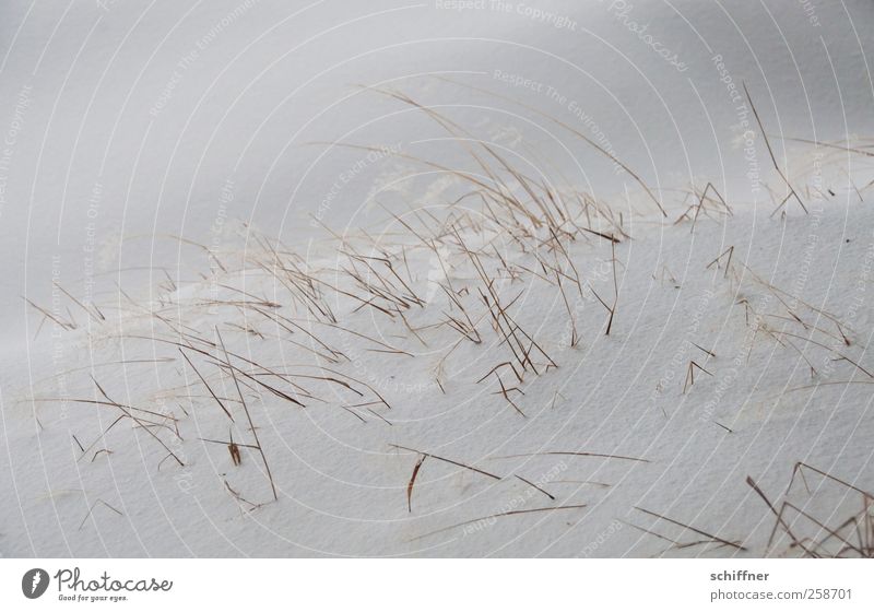 Baumloben | Spiekeroog Umwelt Winter schlechtes Wetter Wind Sturm Eis Frost Schnee Pflanze Gras frieren kalt trocken grau weiß überwintern Kälteschock zart
