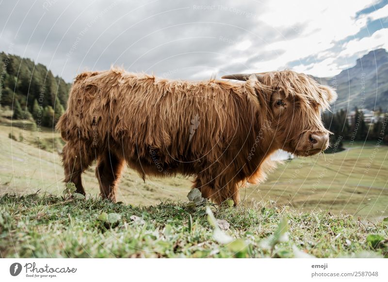 Schottisches Hochlandrind Natur Tier Nutztier Kuh 1 Coolness natürlich Neugier Farbfoto Außenaufnahme Menschenleer Tag Schwache Tiefenschärfe Weitwinkel