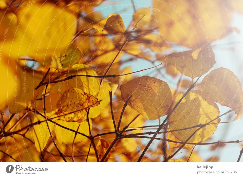 mit ver-laub Umwelt Natur Pflanze Tier Luft Himmel Wolkenloser Himmel Blatt Garten Park gelb gold Herbst jahreszeit Farbfoto mehrfarbig Tag Licht Schatten
