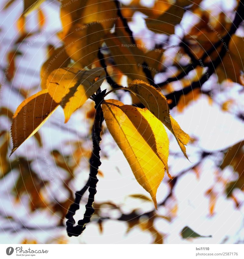 Blätter gelb Pflanze Herbst Schönes Wetter Baum Blatt Kirschbaum Garten blau violett schwarz weiß Herbstfärbung leuchten Gegenlicht Herbstbeginn herbstlich