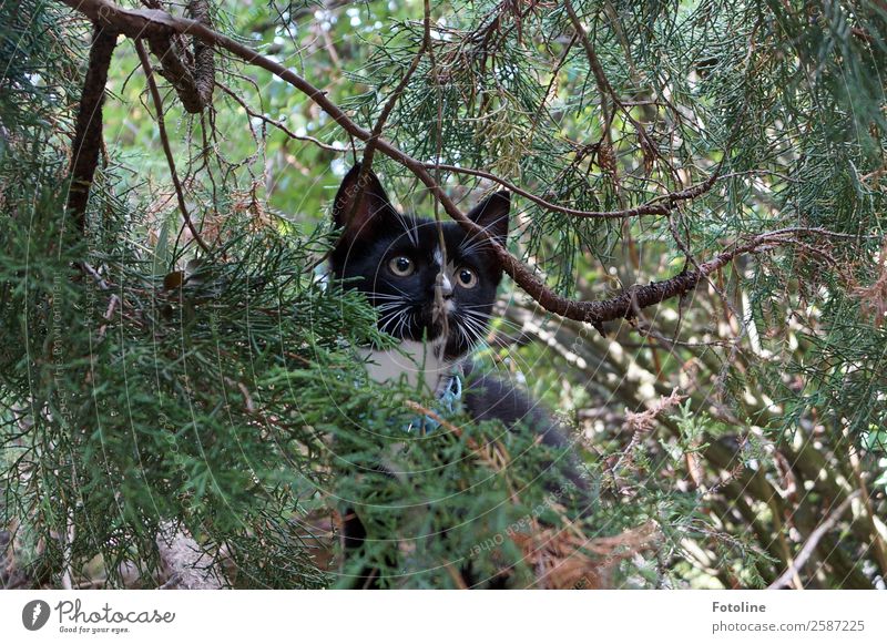 Rumtreiber Umwelt Natur Pflanze Tier Sommer Baum Wildpflanze Haustier Katze Tiergesicht Fell 1 frech frei natürlich weich grün schwarz Klettern Neugier Auge